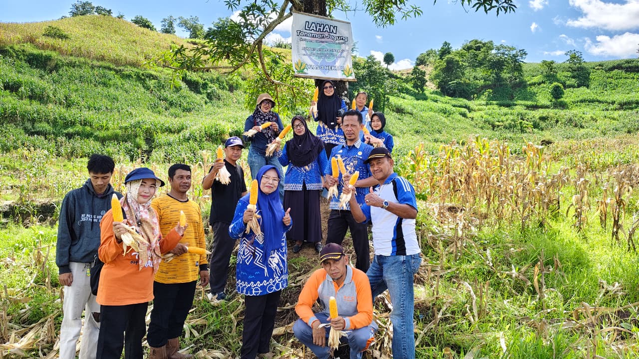 Panen Jagung
